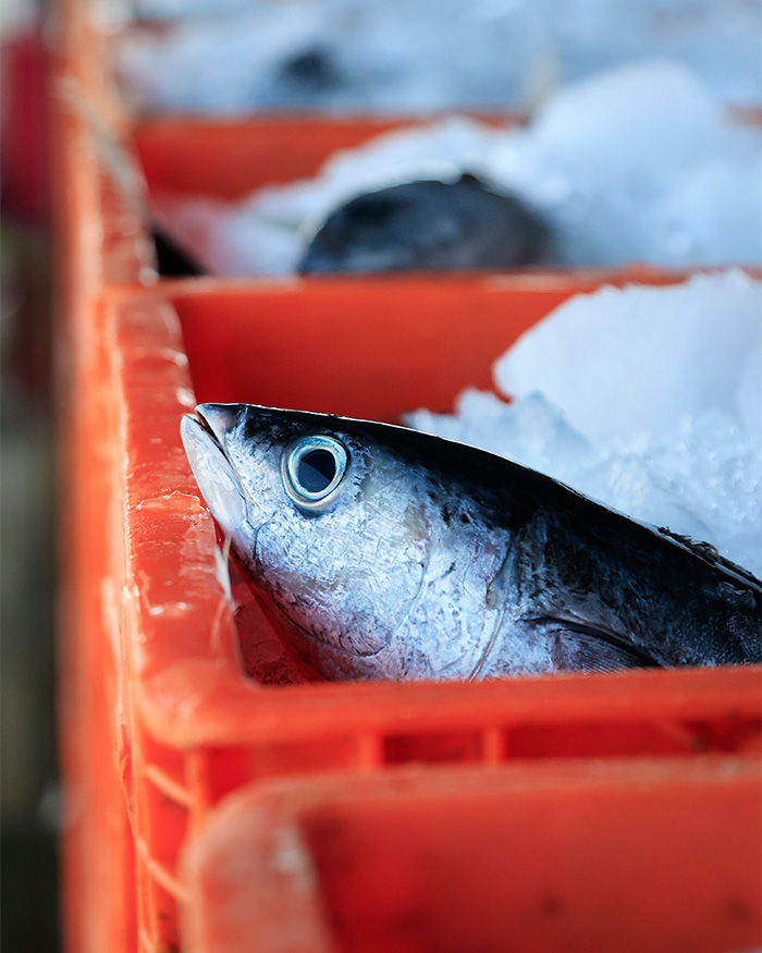 Fresh raw fish packed in ice, highlighting the risks of eating sushi.