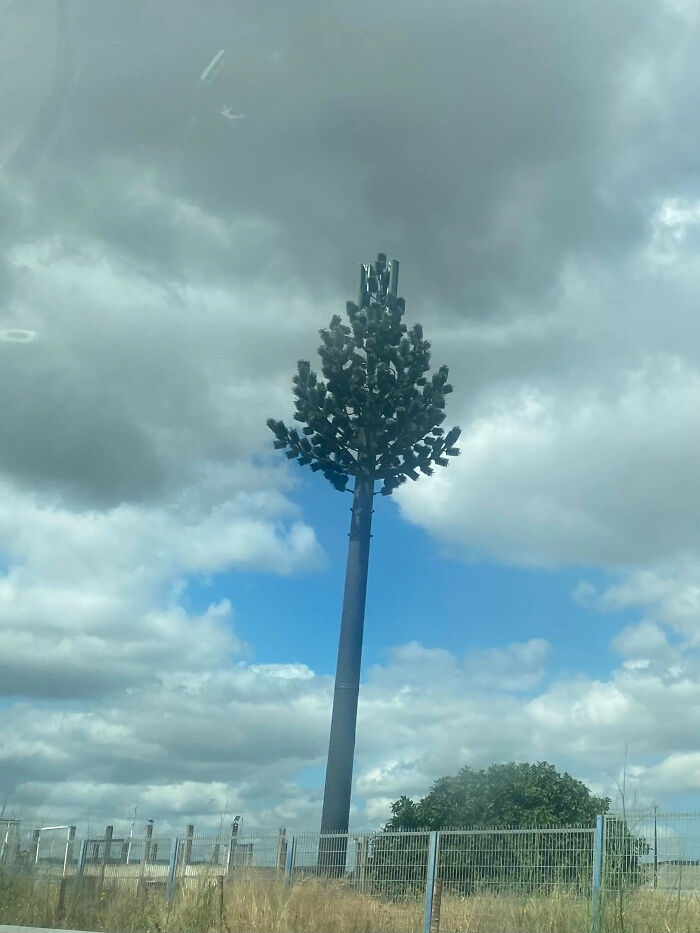 A cell tower disguised as a tree under a cloudy sky, showing ingenious things in various parts of the world.