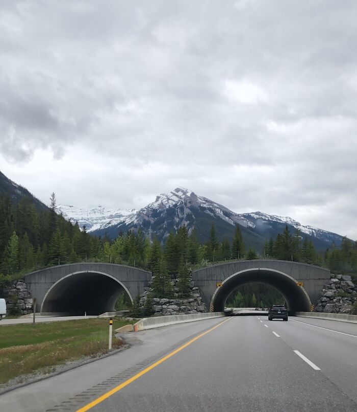 A highway wildlife crossing bridge with snowy mountains, among ingenious things in various parts of the world.