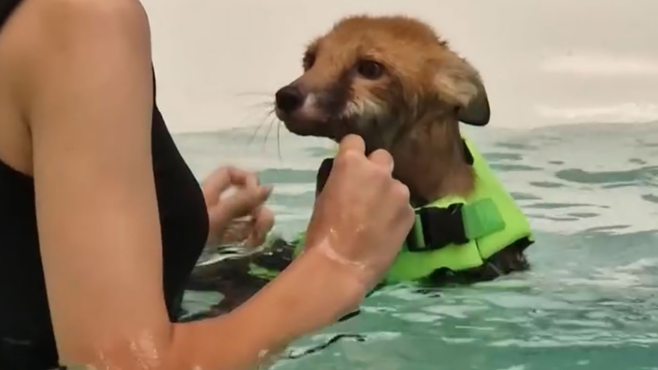 Injured Fox Kit Makes Remarkable Recovery Thanks To Swimming Lessons