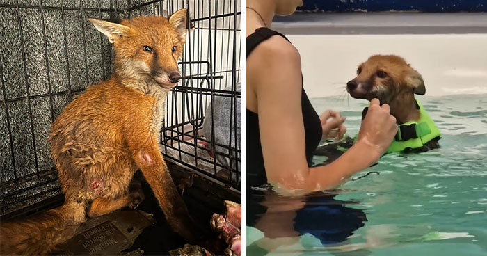 Fox Kit Given Little Hope Of Survival Gets A Second Chance Thanks To Swimming Lessons