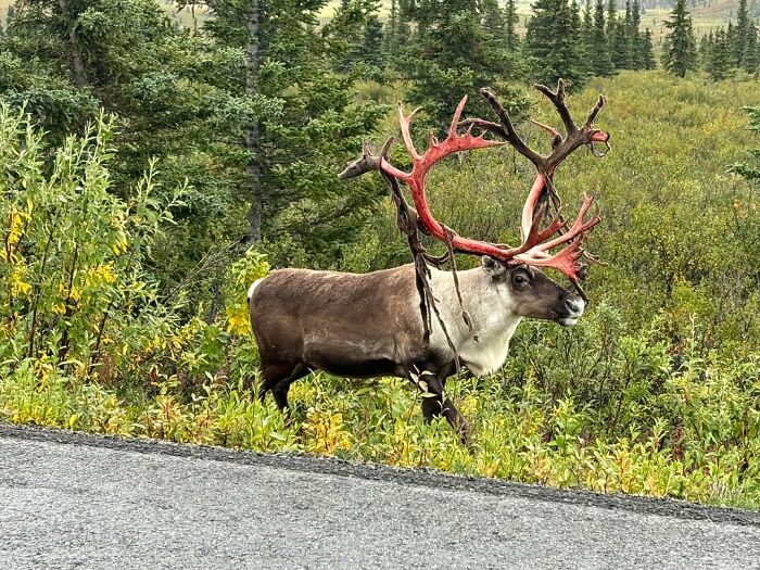A reindeer shedding velvet from its bloody antlers captured in creepy photos.