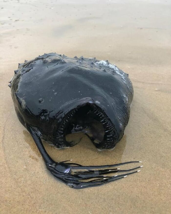 Slightly creepy photos of a strange, dark deep-sea anglerfish washed up on a sandy beach.