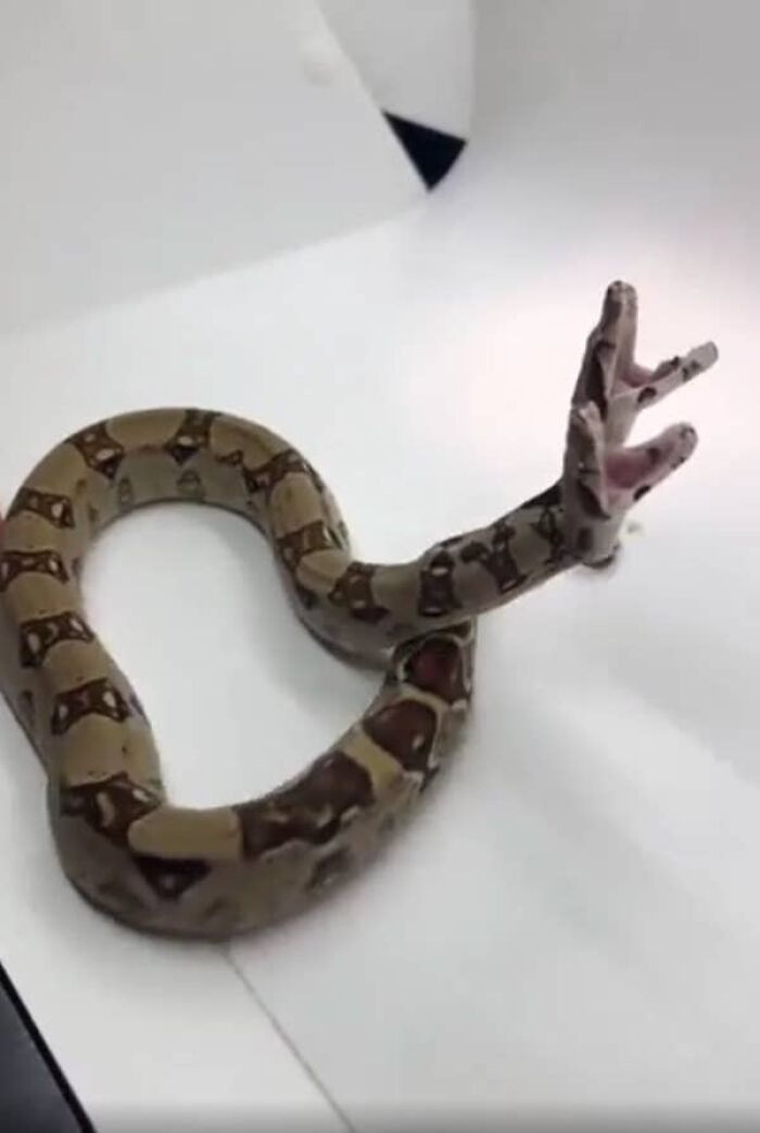 A two-headed snake rearing up with open mouths in weird and creepy photos.