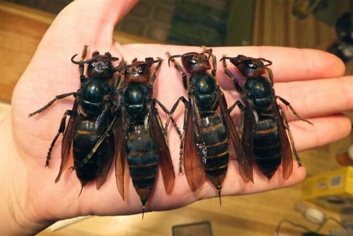 Four giant hornets sitting on an open human hand, creating a creepy photos moment.