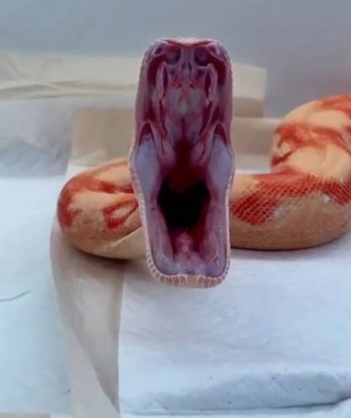 A creepy photo of a snake opening its wide mouth directly at the camera revealing its throat.