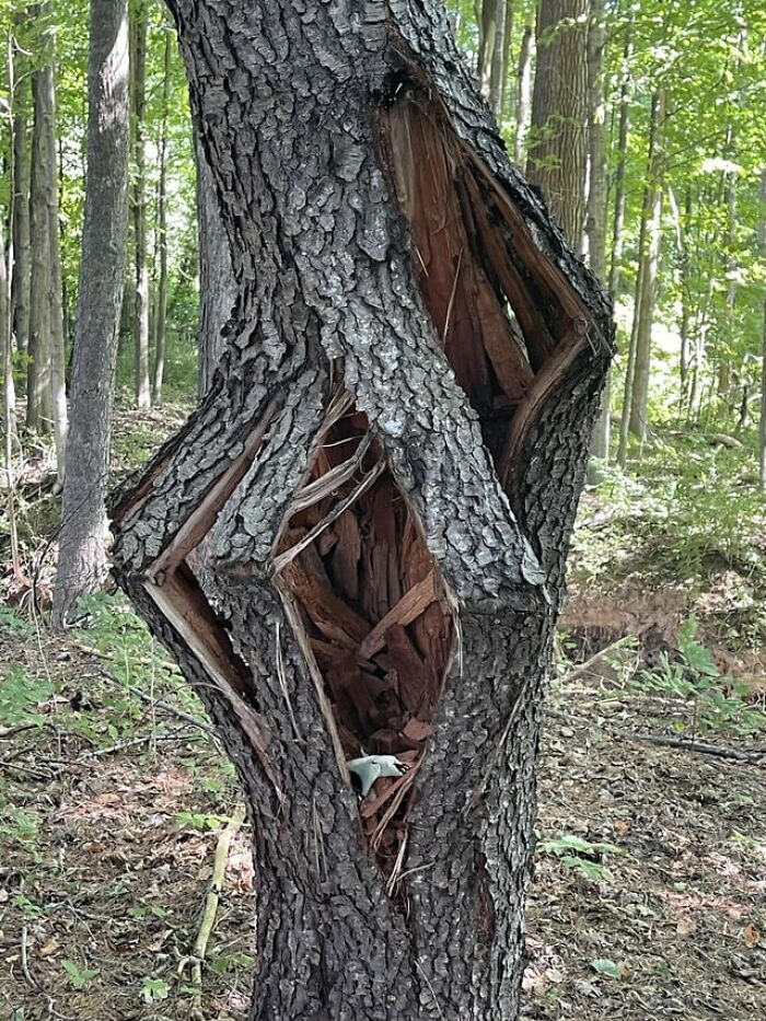 A strange warped tree trunk in the forest featured among weird photos of nature