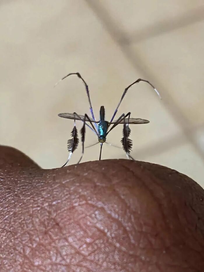 A weird and creepy mosquito-like insect with feathered legs resting on a person's skin.