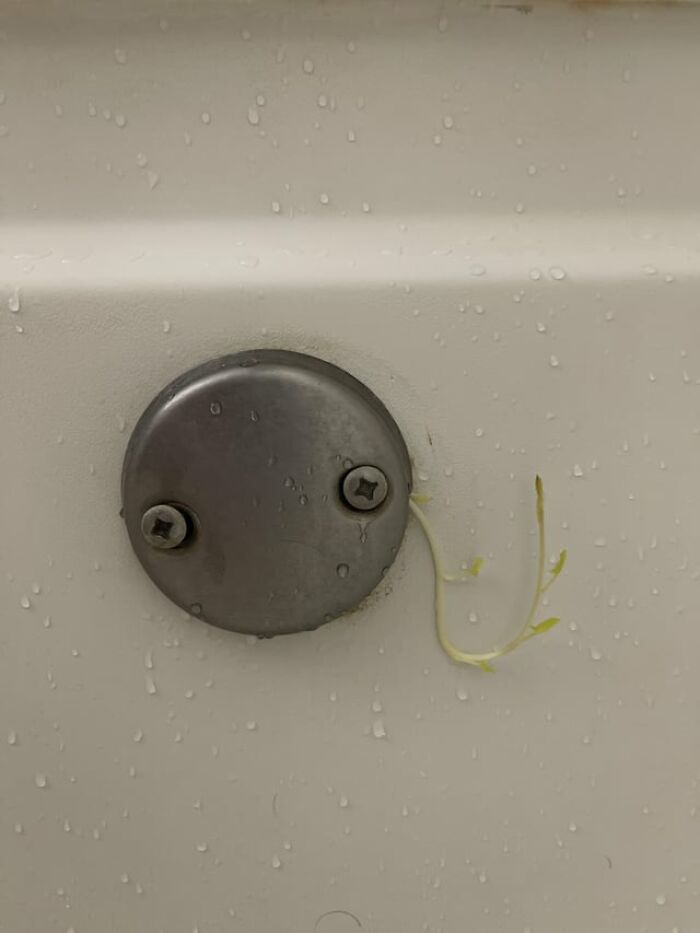 A weird photo showing small green plant sprouts growing out of a metallic bathtub drain.