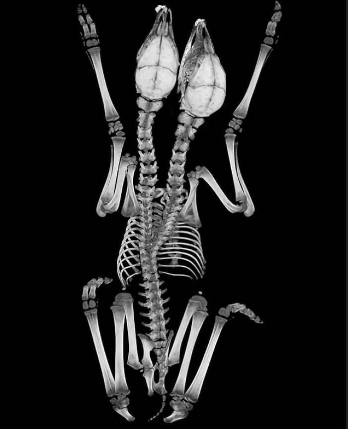 Creepy photos showing an X-ray scan of a two-headed animal skeleton.