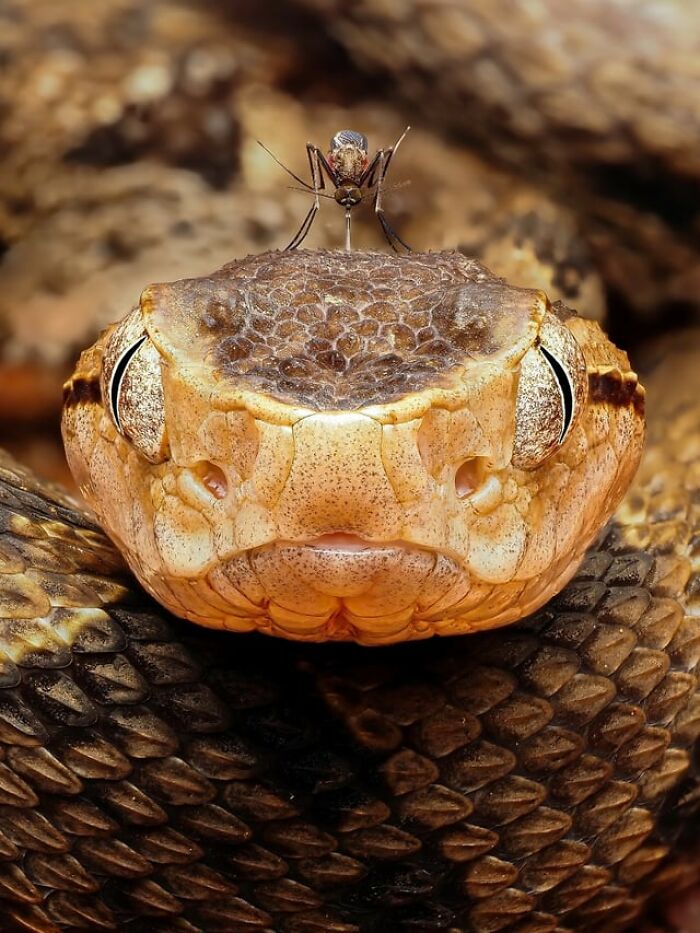 A mosquito perched on top of a viper snake head in a creepy photo close-up