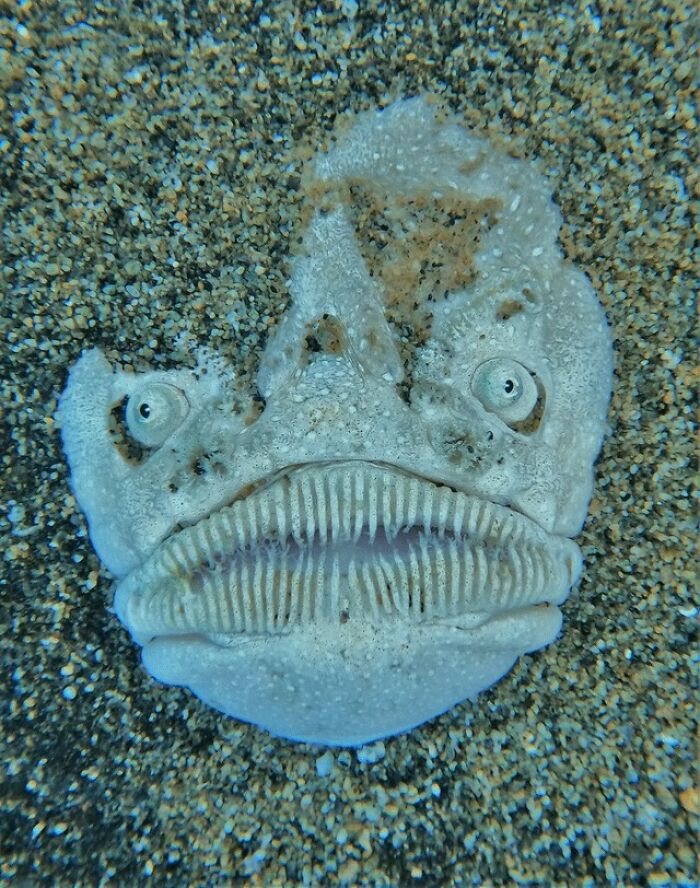 A strange stargazer fish buried in sand, one of many creepy photos.