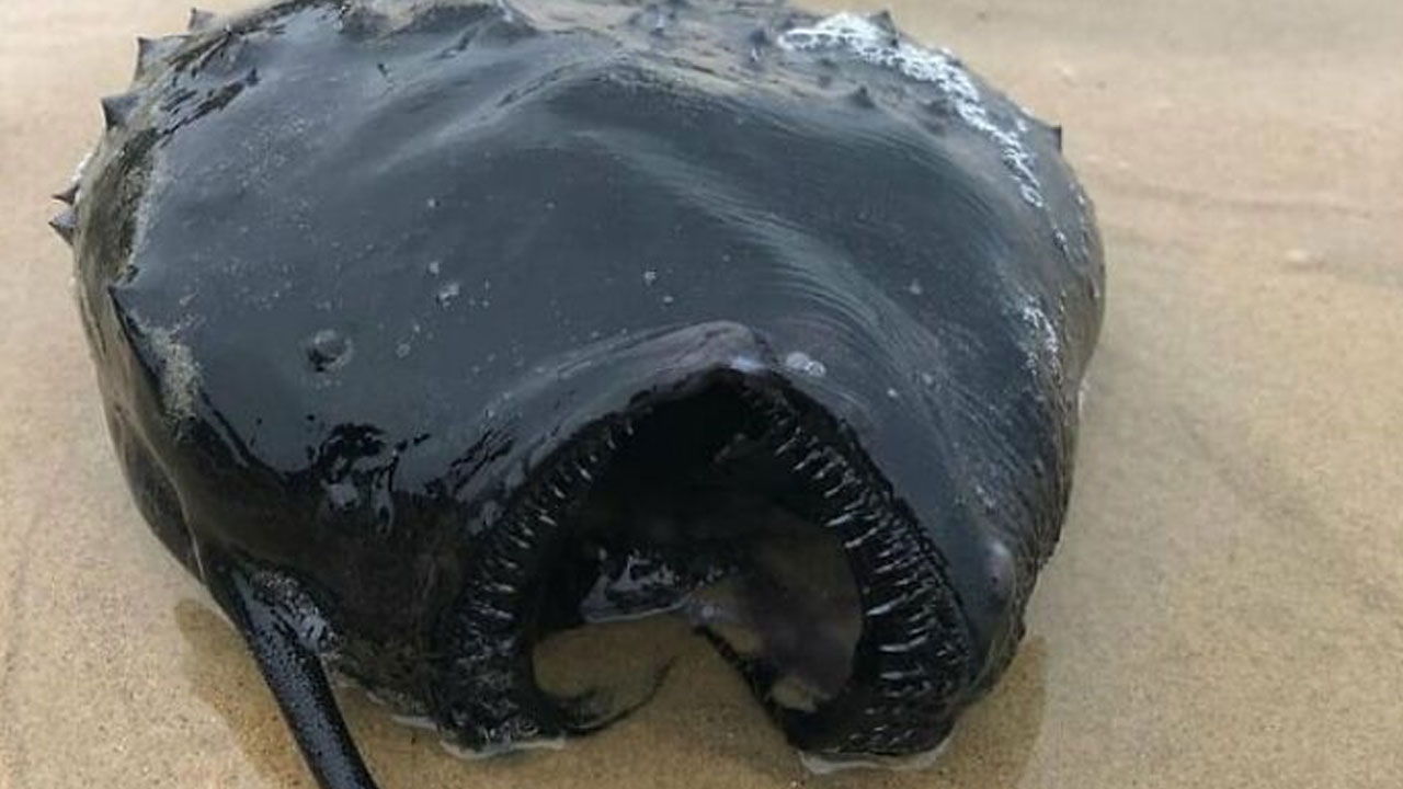 65 Really Weird And Slightly Creepy Photos That Might Give You The Heebie-Jeebies
