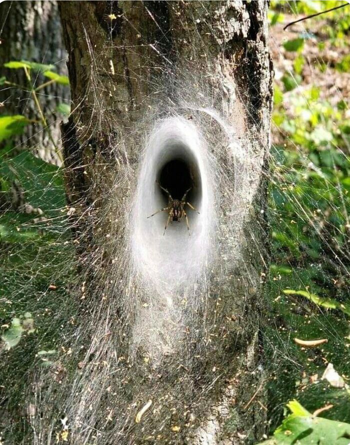 An interesting spider sitting inside a perfectly woven funnel web on a tree trunk.