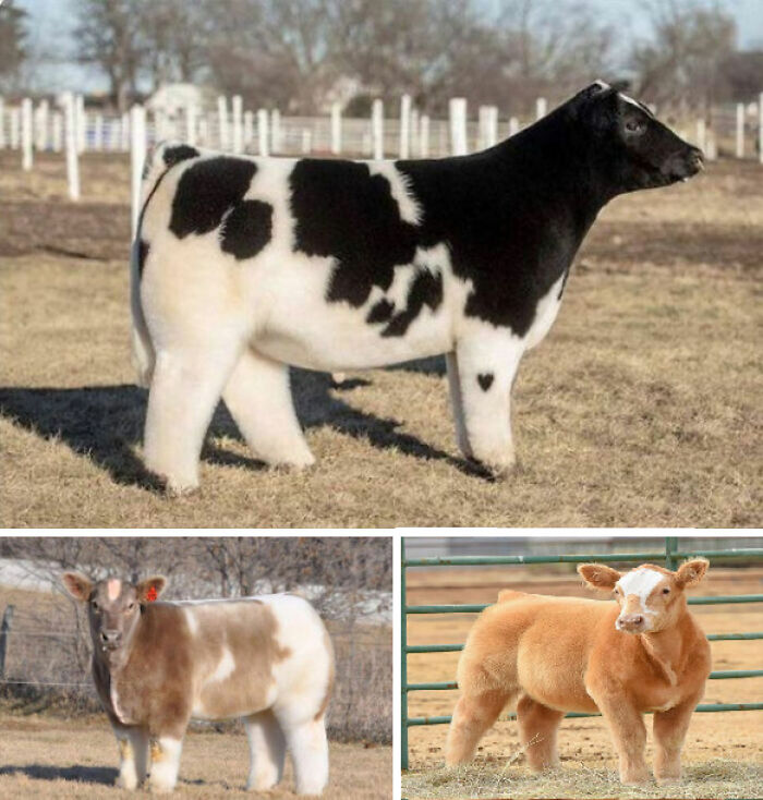 Interesting, cool pics of fluffy, groomed show cattle standing in fields
