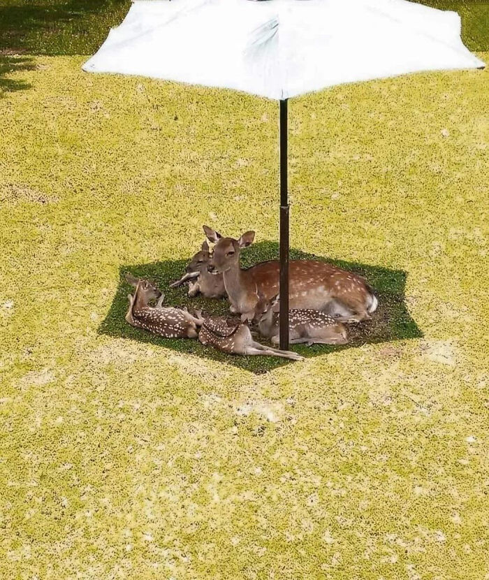 A group of young deer sharing a cool shaded spot under a beach umbrella.