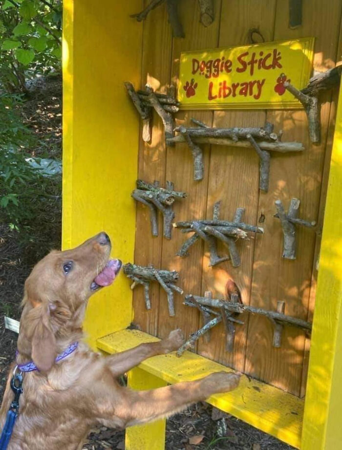 Happy golden retriever choosing a stick from an entertaining doggie stick library.