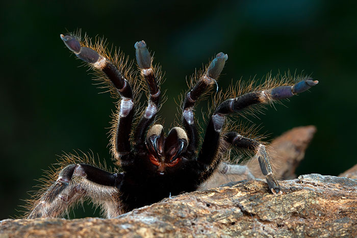 Scary tarantula spider raising front legs as a worst-case scenario come true