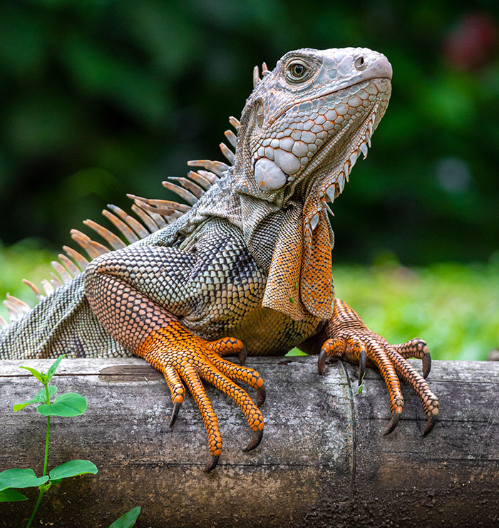 Close-up of a large iguana sitting on a log during worst-case scenarios.