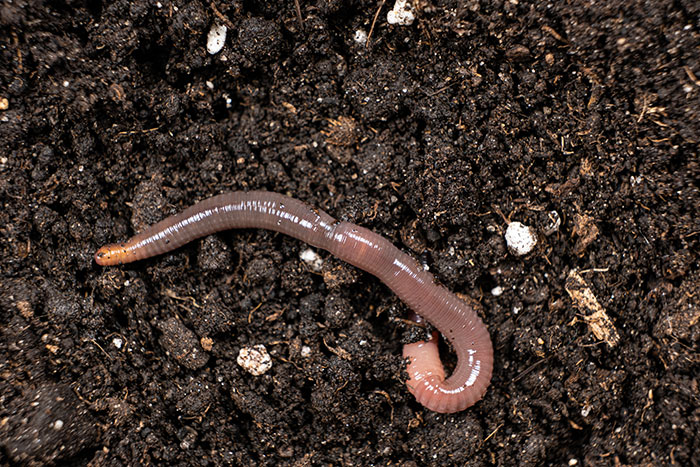 Pink earthworm crawling on dark rich soil representing worst-case scenarios.