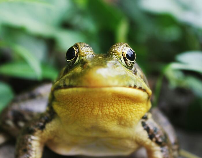 An extreme close-up of a green frog, demonstrating the vivid detail unlike fictional creatures portrayed by Hollywood.