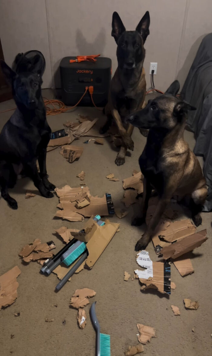 Three dogs surrounded by shredded cardboard depicting dogs causing trouble