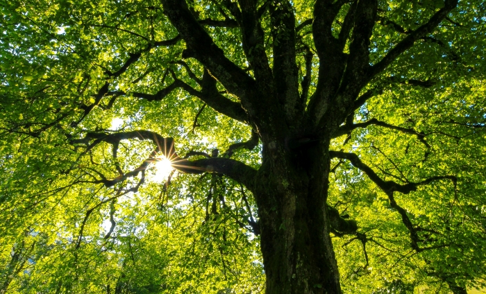 Sunlight shining through the vibrant green leaves of a large, healthy oak tree. Sunlight shining through the vibrant green leaves of a large, healthy oak tree.