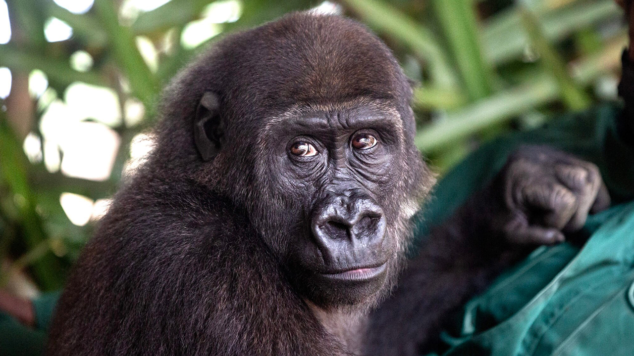 “Dr. Jane Goodall’s Legacy Lives On”: Saved Gorilla Bili Finds Home After Years Of Recovery