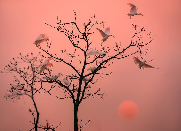 Silhouetted birds resting and flying around a tree at sunset in NPOTY award wildlife photos.