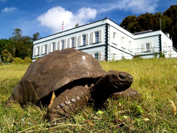Jonathan the world's oldest living tortoise resting on a lawn near Plantation House. Jonathan the world's oldest living tortoise resting on a lawn near Plantation House.