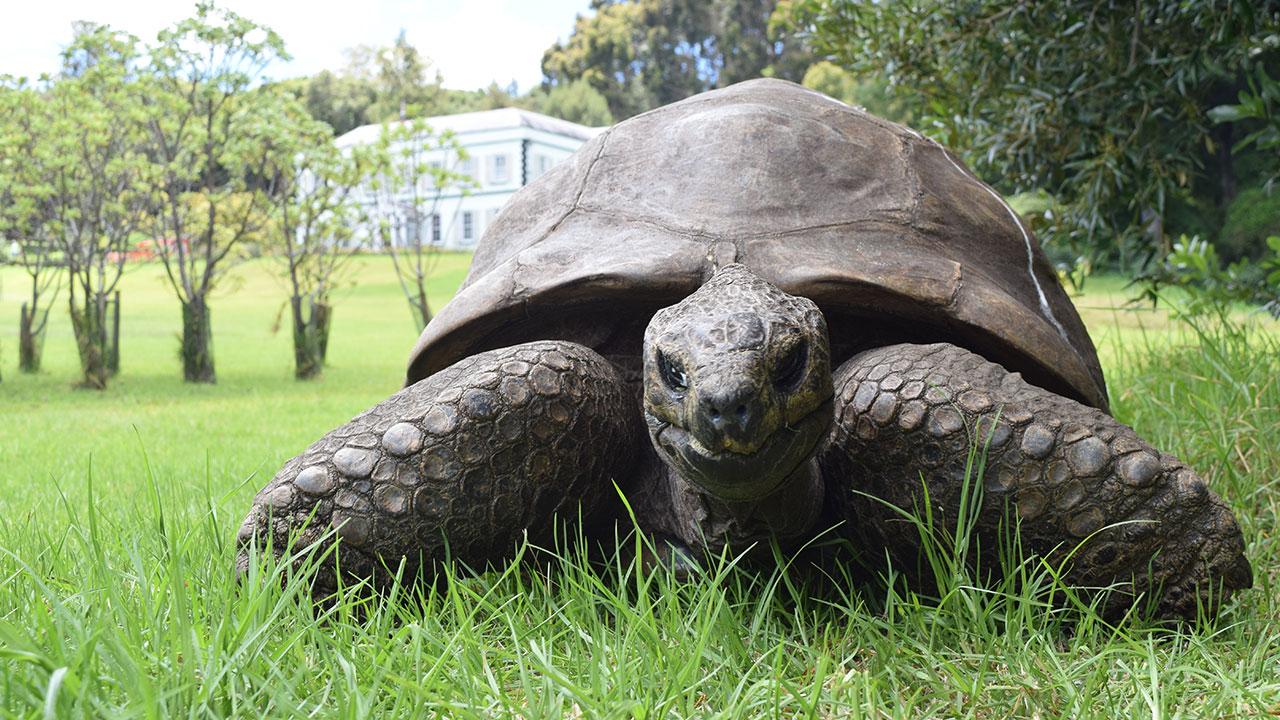 Jonathan, The World’s Oldest Living Tortoise Is Still Enjoying Life On Saint Helena At 194 Years Old
