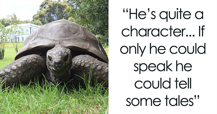 Jonathan Is The Oldest Living Land Animal And A Beloved Resident Of Saint Helena