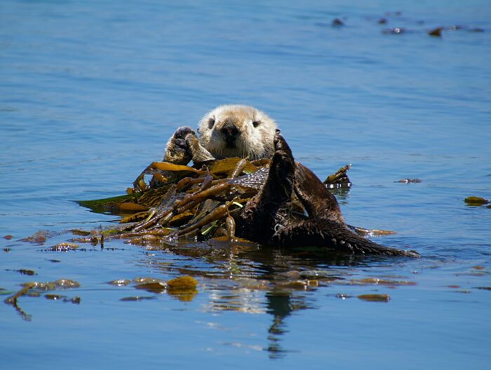 A cute sea otter resting in kelp while floating on its back in calm water A cute sea otter resting in kelp while floating on its back in calm water