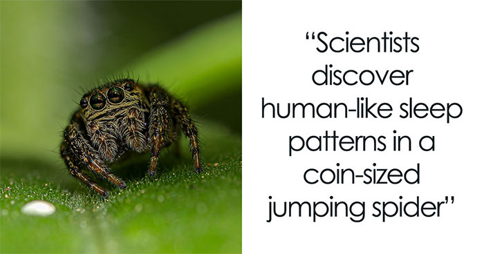 Night-Vision Footage Captures A Coin-Sized Spider Drifting Into A Sleep Stage Much Like Ours