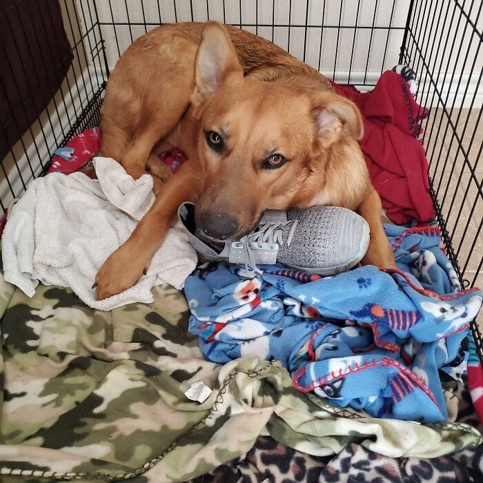Dog chewing shoe in crate with blankets illustrating dogs looking for trouble