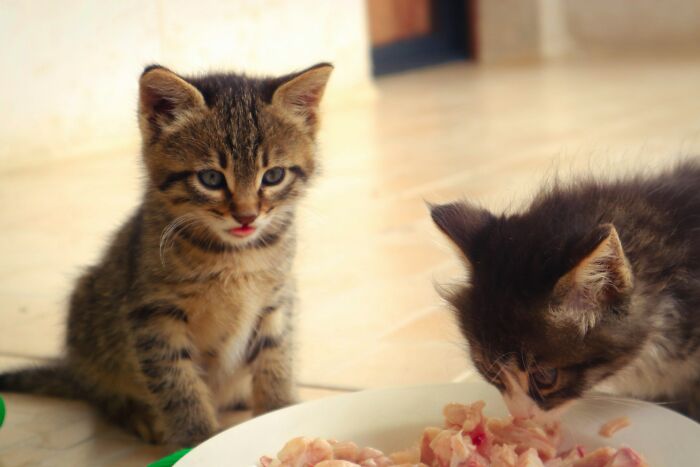 Two kittens eating raw meat from a white plate indoors