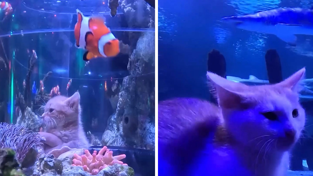 The Bitty Kitty Brigade Brought Rescue Kittens On Once-In-A-Lifetime Field Trip To An Aquarium