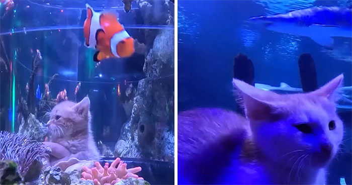 The Bitty Kitty Brigade Brought Rescue Kittens On Once-In-A-Lifetime Field Trip To An Aquarium