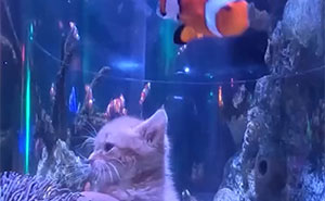 These Curious Rescue Kittens Got To Explore An Aquarium, And Their Reactions Were Adorable