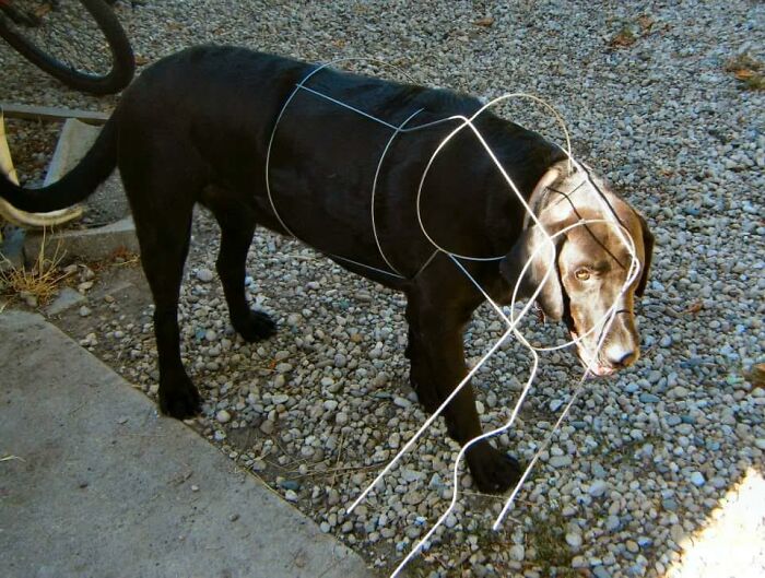 Black dog caught inside wire frame on gravel outdoors