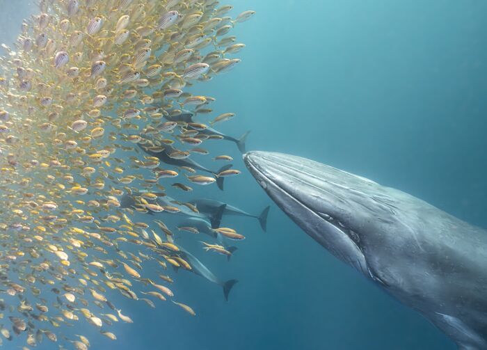 Wildlife photo of a blue whale swimming close to a dense school of small fish