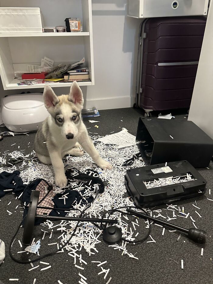 Husky puppy surrounded by shredded paper after making a mess indoors