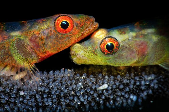 Close-up of two colorful fish guarding eggs in wildlife photography