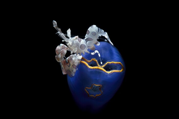 Transparent shrimp with polka dots on blue coral in underwater macro photo