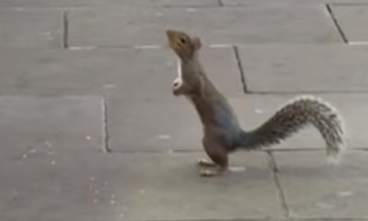 London Ice Cream Van Owner Forms Unlikely Friendship With Local Tower Bridge Squirrel