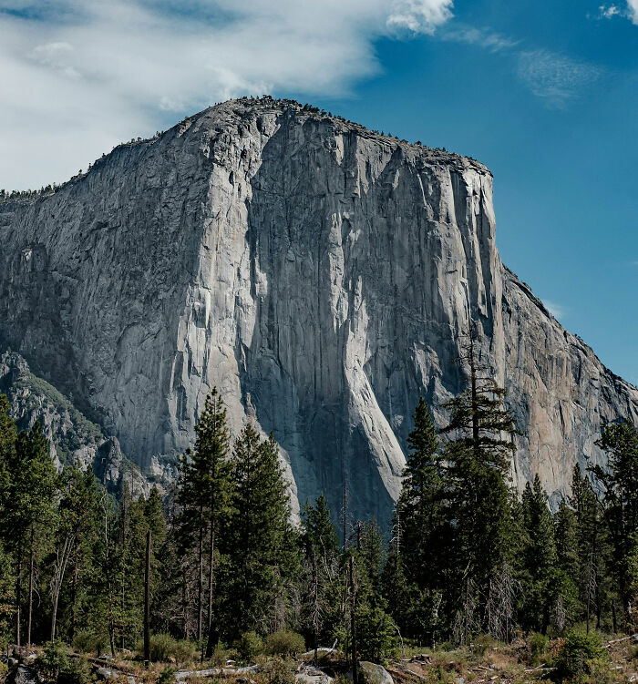 The massive granite cliff of Yosemite's El Capitan surrounded by pine trees