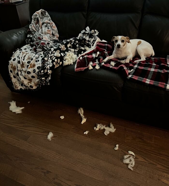 Small dog sitting on couch next to torn blankets and stuffing on floor