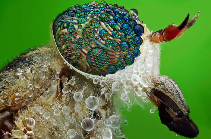 Stunning macro photos capturing intricate water droplets resting on a fly compound eye.