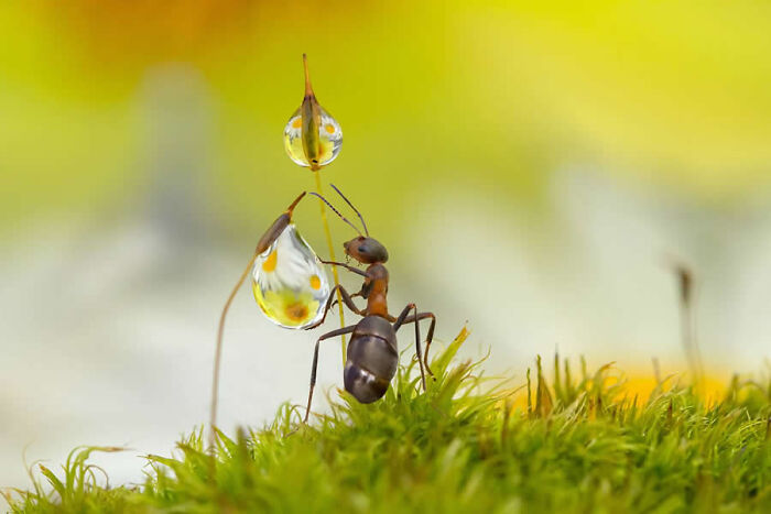 Detailed macro photos of an ant inspecting glowing water drops on green moss.