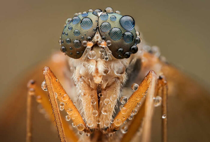 Extreme macro photos showing detailed insect eyes covered in delicate water dew drops.